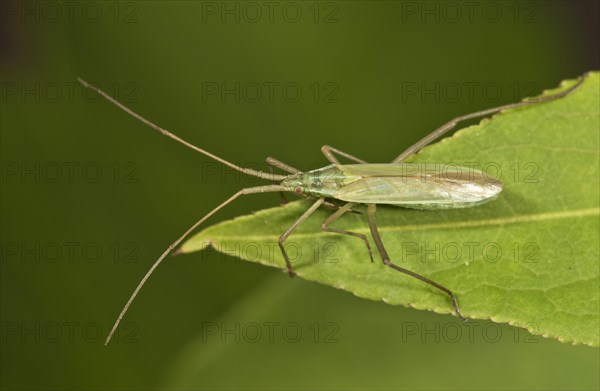 Long Thin Plant Bug (Megaloceroea recticornis) sitting on a leaf