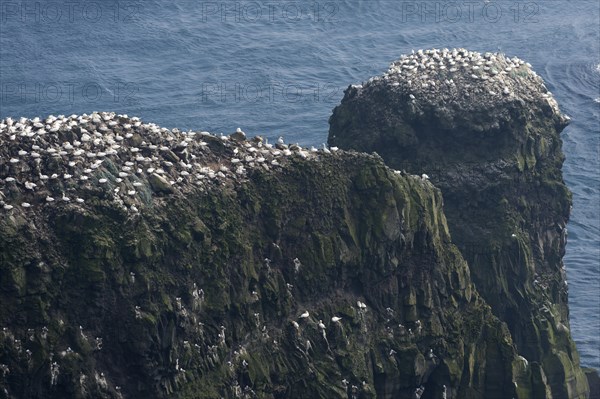 Gannet colony