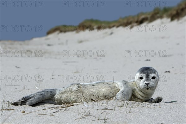 Harbour Seal (Phoca vitulina)