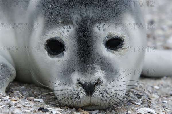 Harbour Seal (Phoca vitulina)