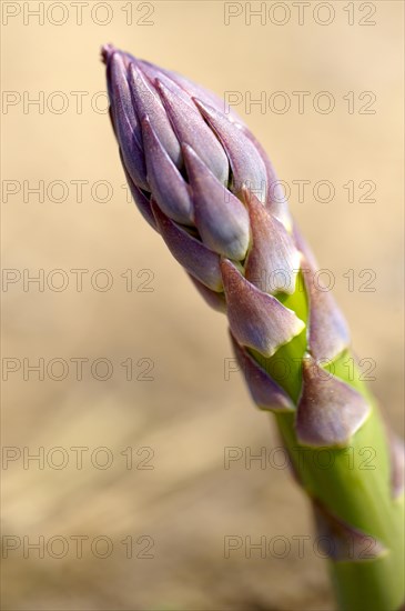 English asparagus spear growing in the field