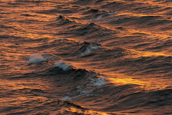 Bow waves in the evening light