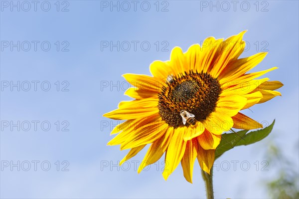 Inflorescence of a Sunflower (Helianthus annuus)