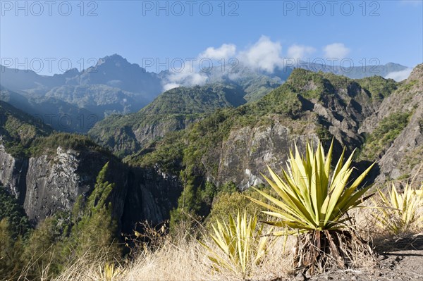 Agave (Agave) along the Sentier de la Chapelle route