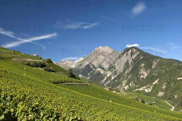 Viticulture terraces