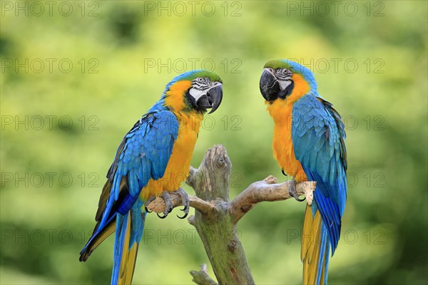 Blue and Yellow Macaws (Ara ararauna)