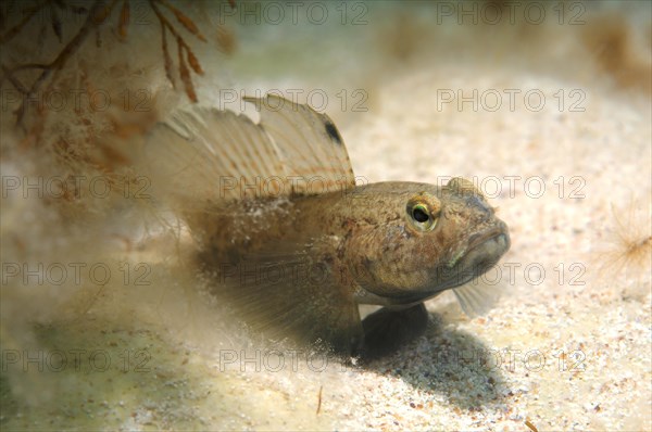 Black Goby (Gobius niger)