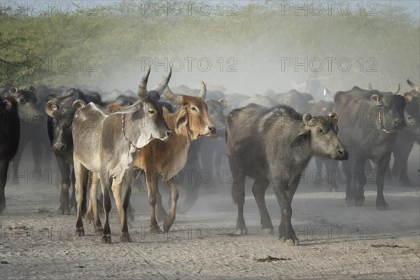 Herd of cows and Asian water buffalos in dusty area