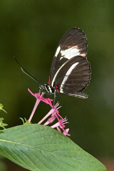 Postman Butterfly (Heliconius melpomene)