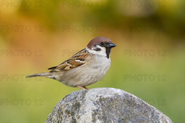 Tree Sparrow (Passer montanus)