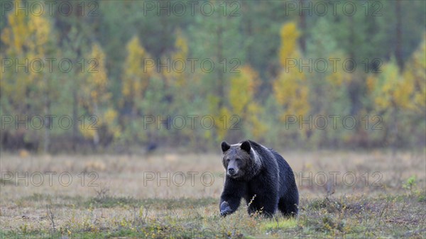 Brown Bear (Ursus arctos) in the autumnally coloured taiga or boreal forest