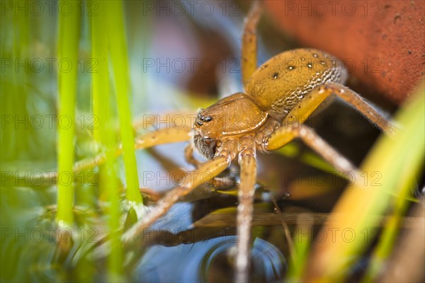 Great Raft Spider (Dolomedes plantarius)