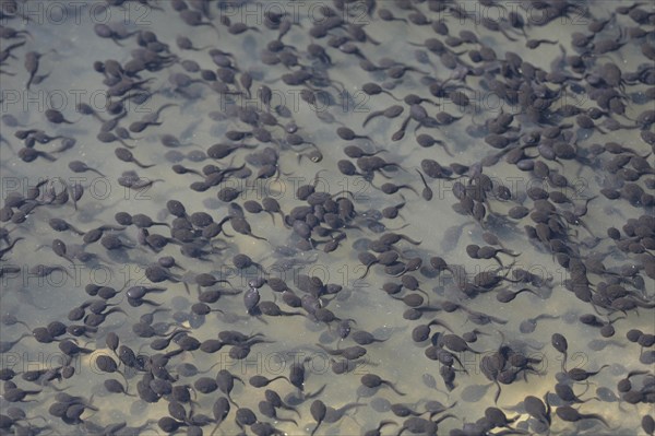 Tadpoles of the Common Toad (Bufo bufo)
