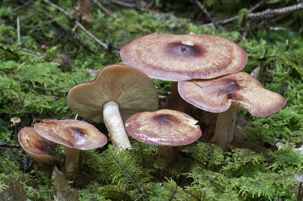 Birch Knight (Tricholoma fulvum)