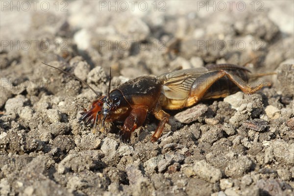 European Mole Cricket (Gryllotalpa gryllotalpa)