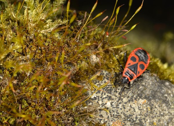 Common Fire Bug (Pyrrhocoris apterus)