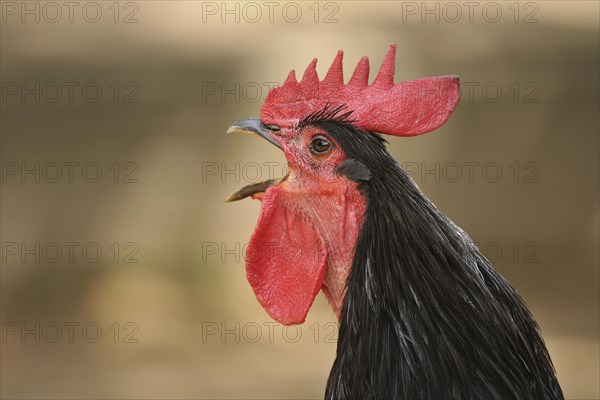 Domestic Fowl (Gallus domesticus)