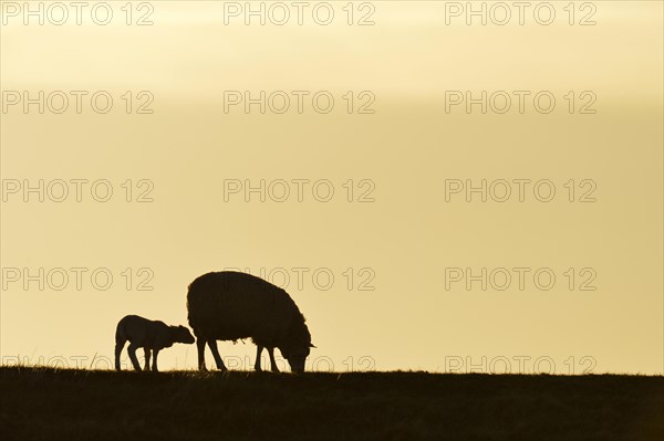 Texel sheep