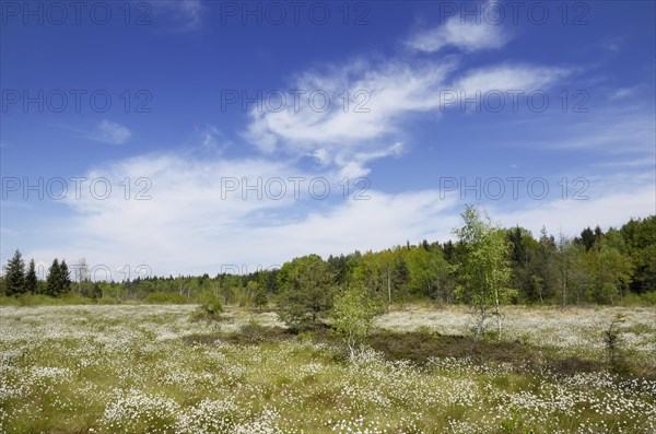 Flooded bog with blooming Hare's-tail Cottongrass