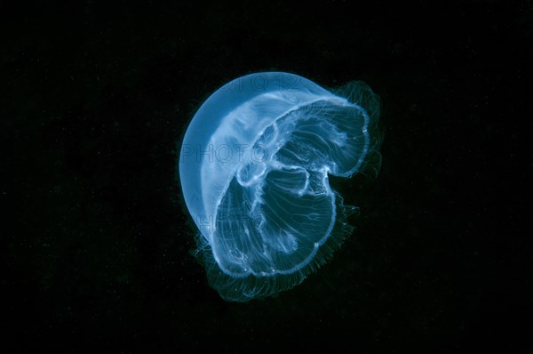 Moon Jellyfish