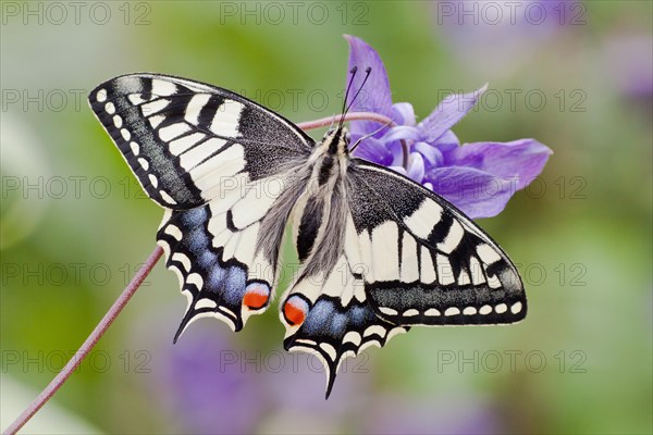 Old World Swallowtail (Papilio machaon) butterfly