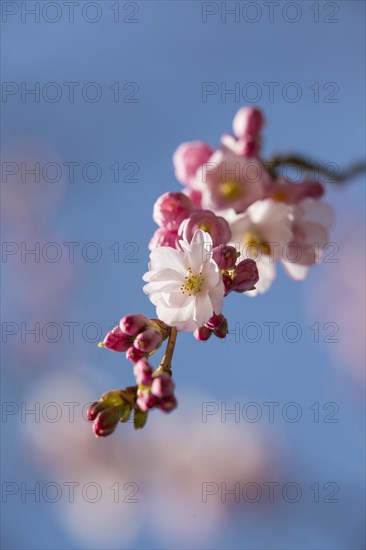 Spring cherry