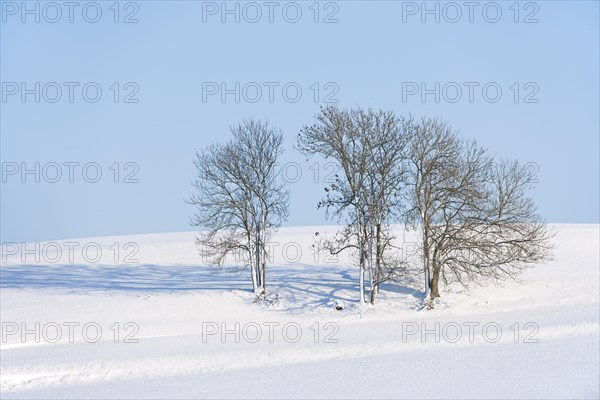 European Ash or Common Ash (Fraxinus excelsior) trees in the snow