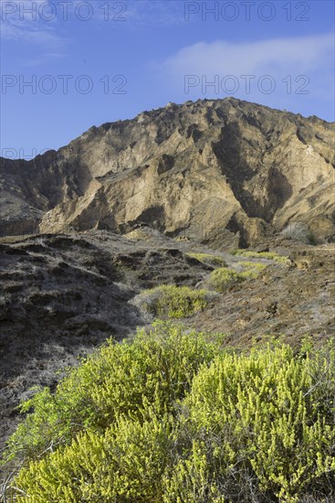 Vegetation at Punta Pitt