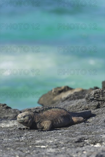 Marine Iguana (Amblyrhynchus cristatus)