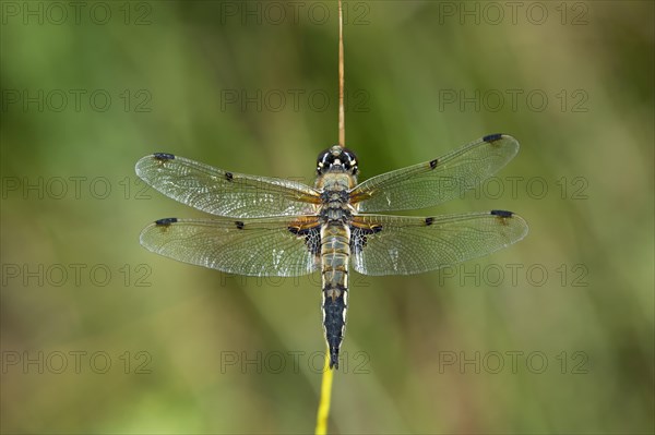 Four-spotted Chaser (Libellula quadrimaculata)