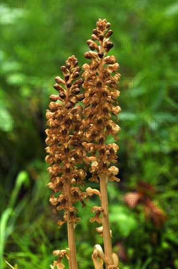 Bird's-nest Orchid (Neottia nidus-avis)