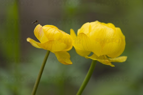 Globe Flower (Trollius europaeus)