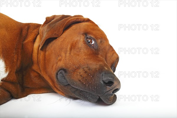 Rhodesian Ridgeback