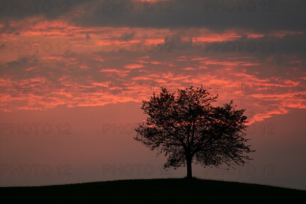 Tree silhouetted against a sky full of storm clouds