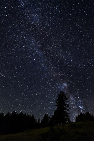 Starry sky with the Milky Way over a forest
