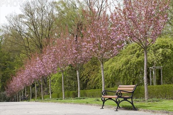 Avenue with flowering Japanese cherry trees