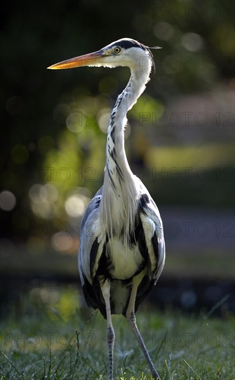 Grey Heron (Ardea cinerea)