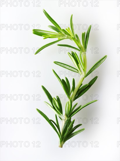 Fresh rosemary leaves