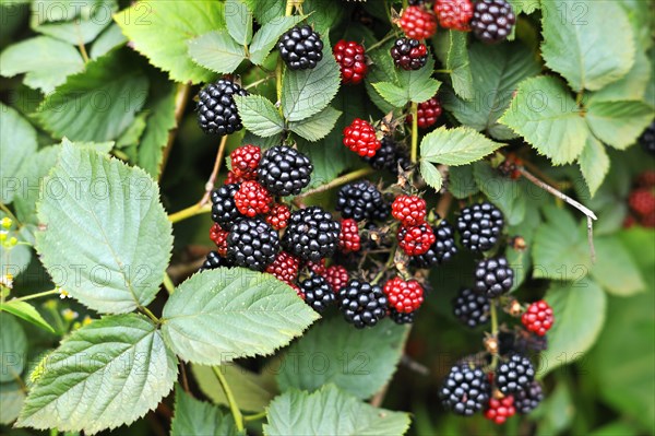 Ripe and unripe blackberries (Rubus sectio Rubus) on the bush