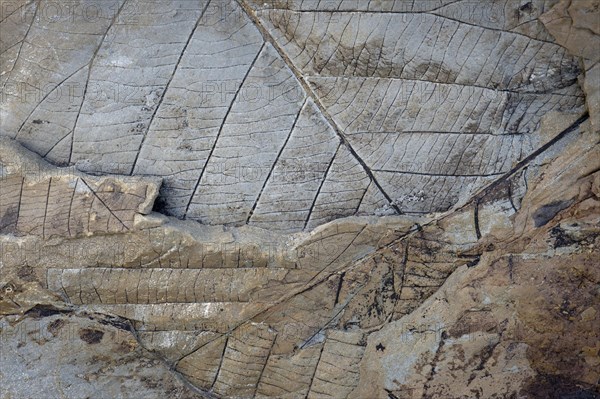 Fossils of deciduous leaves