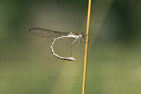 Common Winter Damselfly (Sympecma fusca)