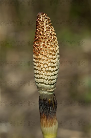 Fertile spore-bearing stem of a Field Horsetail or Common Horsetail (Equisetum arvense)