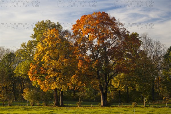 Autumn coloured trees in a meadow