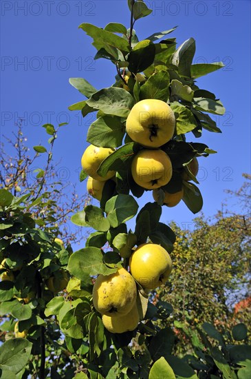 Pear Quince (Cydonia oblonga var.) on the tree