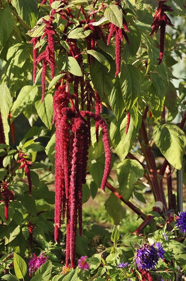 Foxtail Amaranth (Amaranthus caudatus)