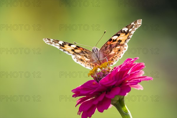 Painted lady (Vanessa cardui) on Zinnia (Zinnia elegans)