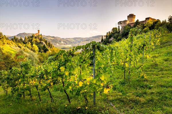 Vineyards in front of Rocca Manfrediana Fortress