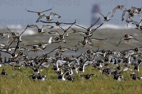 A flock of Eurasian Oystercatchers (Haematopus ostralegus)
