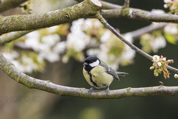 Great Tit (Parus major)