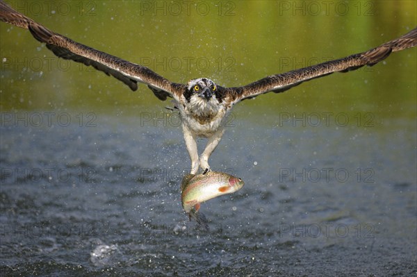 Osprey (Pandion haliaetus) in flight with a Rainbow Trout (Oncorhynchus mykiss) as prey